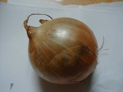 洋葱 Onion